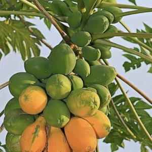 Papaya Live Plant - Organic Carica Papaya Tree, Fast Growing, 5-10