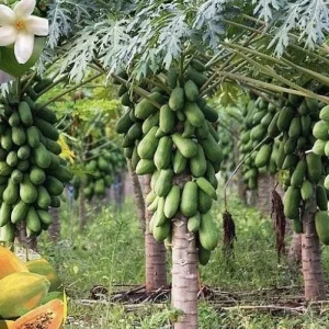 Papaya Live Plant - Organic Carica Papaya Tree, Fast Growing, 5-10