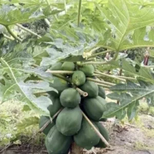Papaya Live Plant - Organic Carica Papaya Tree, Fast Growing, 5-10