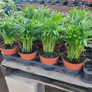 Parlor Palm Live Plant – Chamaedorea elegans – 2in & 4in Pot Sizes – Indoor Houseplant - Image 3