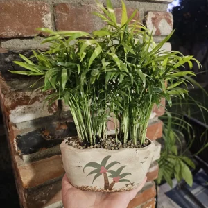 Parlor Palm Live Plant in Beach Pot - Indoor Houseplant - 4in Pot - Image 3