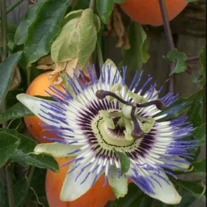 Passiflora Blue Live Plant - Blue Passion Vine for Garden, 4-6 Inch Tall - Image 1