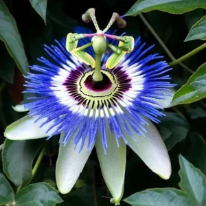 Passiflora Blue Live Plant - Blue Passion Vine for Garden, 4-6 Inch Tall - Image 2