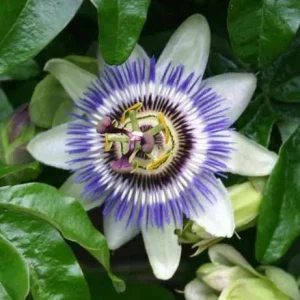 Passiflora Blue Live Plant - Blue Passion Vine for Garden, 4-6 Inch Tall - Image 3