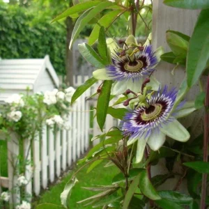 Passiflora Blue Live Plant - Blue Passion Vine for Garden, 4-6 Inch Tall - Image 4