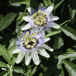 Passiflora Blue Live Plant - Blue Passion Vine for Garden, 4-6 Inch Tall - Image 5