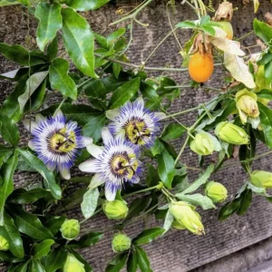 Passiflora Blue Live Plant - Blue Passion Vine for Garden, 4-6 Inch Tall - Image 7