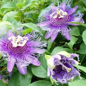Passiflora Incarnata Maypop Live Plant - Purple Passion Fruit Vine, 4-6 Inch Tall - Image 2