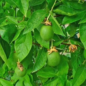 Passiflora Incarnata Maypop Live Plant - Purple Passion Fruit Vine, 4-6 Inch Tall - Image 3