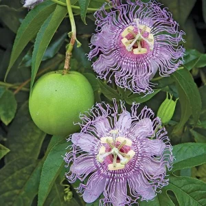 Passiflora Incarnata Maypop Live Plant - Purple Passion Fruit Vine, 4-6 Inch Tall - Image 4