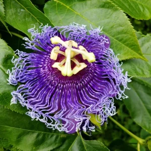 Passiflora Incarnata Maypop Live Plant - Purple Passion Fruit Vine, 4-6 Inch Tall - Image 5