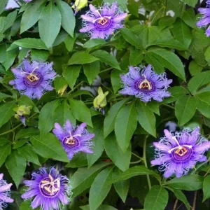 Passiflora Incarnata Maypop Live Plant - Purple Passion Fruit Vine, 4-6 Inch Tall - Image 6