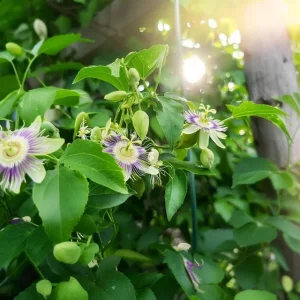 Passiflora Incarnata Maypop Live Plant - Purple Passion Fruit Vine, 4-6 Inch Tall - Image 7