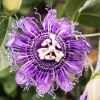 Passiflora Incarnata Maypop Live Plant - Purple Passion Fruit Vine, 4-6 Inch Tall - Image 1