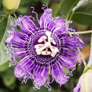 Passiflora Incarnata Maypop Live Plant - Purple Passion Fruit Vine, 4-6 Inch Tall - Image 1