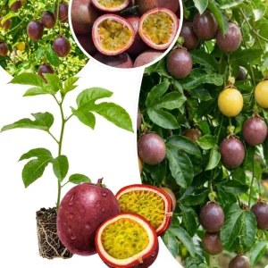 Passion Fruit Live Plant – 4-6 Inch Tall Passiflora Vine for Trellis & Patio - Image 2