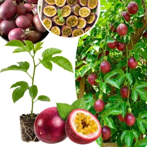 Passion Fruit Live Plant – 4-6 Inch Tall Passiflora Vine for Trellis & Patio - Image 3