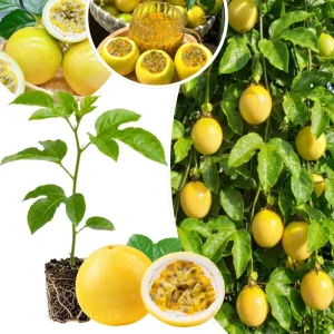 Passion Fruit Live Plant – 4-6 Inch Tall Passiflora Vine for Trellis & Patio - Image 4