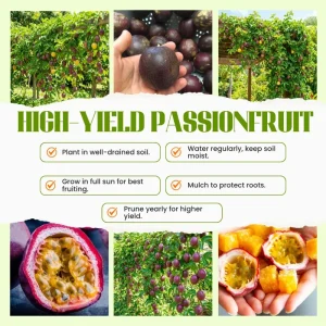 Passion Fruit Live Plant – 4-6 Inch Tall Passiflora Vine for Trellis & Patio - Image 5