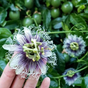 Passion Fruit Live Plant – 4-6 Inch Tall Passiflora Vine for Trellis & Patio - Image 7