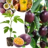 Passion Fruit Live Plant – 4-6 Inch Tall Passiflora Vine for Trellis & Patio - Image 1