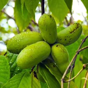 Paw Paw Indian Banana Tree Live Plant - Asimina Triloba - 1 Quart Pot - Image 6