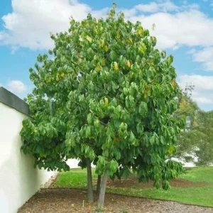 Paw Paw Tree Live Plant, Asimina triloba, 8-12 Inches Tall, Bare Root, Outdoor - Image 2
