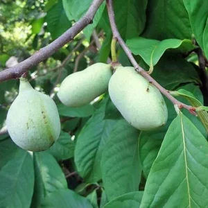 Paw Paw Tree Live Plant, Asimina triloba, 8-12 Inches Tall, Bare Root, Outdoor - Image 3