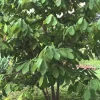 Paw Paw Tree Live Plant (Asimina triloba) 8-12 Inches Tall - Set of 2 Fruit Trees - Image 1