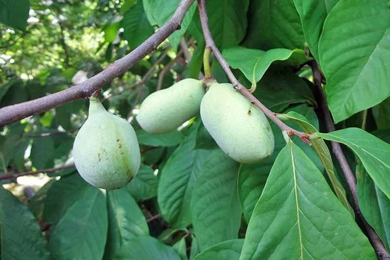 Paw Paw Tree Live Plant (Asimina triloba) - 8 to 12 Inches Tall, Outdoor Fruit Tree - Image 3