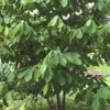 Paw Paw Tree Live Plant - Asimina triloba - 8 to 12 Inches Tall - Bare Root Seedling - Image 1