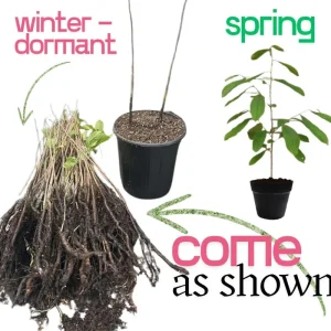 Pawpaw Tree Live Plant – American Asimina Triloba Seedling 6-12