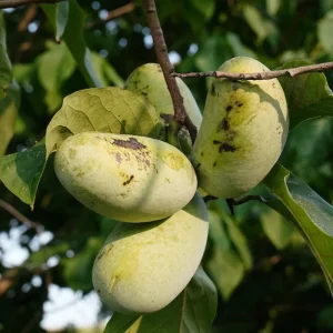 Pawpaw Tree Live Plant – American Asimina Triloba Seedling 6-12