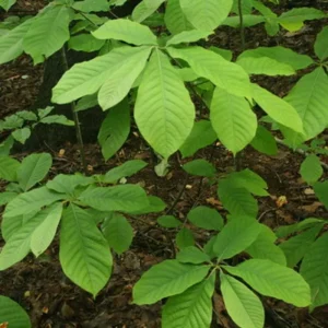 Pawpaw Tree Live Plant – American Asimina Triloba Seedling 6-12