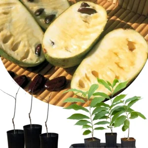 Pawpaw Tree Live Plant – American Asimina Triloba Seedling 6-12
