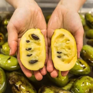 Pawpaw Tree Live Plant - Asimina Triloba Seedling, 6 inch to 1 Foot Tall - Image 2
