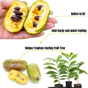 Pawpaw Tree Live Plant - Asimina Triloba Seedling, 6 inch to 1 Foot Tall - Image 3