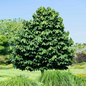 Pawpaw Tree Live Plant - Asimina Triloba Seedling, 6 inch to 1 Foot Tall - Image 4