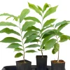 Pawpaw Tree Live Plant - Asimina Triloba Seedling, 6 inch to 1 Foot Tall - Image 1