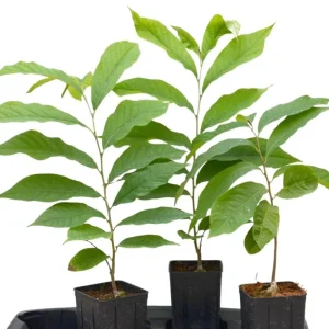 Pawpaw Tree Live Plant - Asimina Triloba Seedling, 6 inch to 1 Foot Tall - Image 1