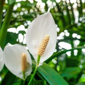Peace Lily Live Plant - Indoor White Flower Plant, 4-6 Inch Tall - Image 2