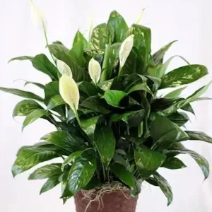 Peace Lily Live Plant - Indoor White Flower Plant, 4-6 Inch Tall - Image 3