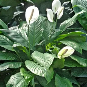 Peace Lily Live Plant - Indoor White Flower Plant, 4-6 Inch Tall - Image 4