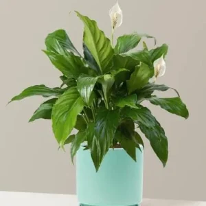Peace Lily Live Plant - Indoor White Flower Plant, 4-6 Inch Tall - Image 5