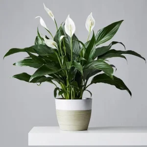Peace Lily Live Plant - Indoor White Flower Plant, 4-6 Inch Tall - Image 6
