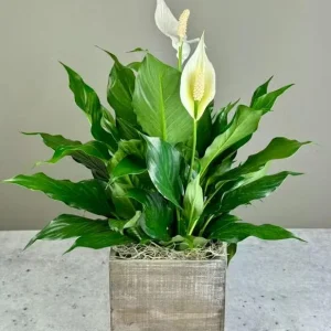 Peace Lily Live Plant - Indoor White Flower Plant, 4-6 Inch Tall - Image 7