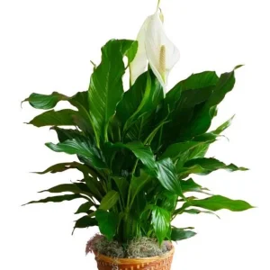 Peace Lily Live Plant - Indoor White Flower Plant, 4-6 Inch Tall - Image 1