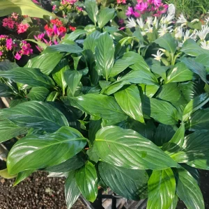 Peace Lily Live Plant - Spathiphyllum Flowering Houseplant 4in Pot Indoor - Image 2