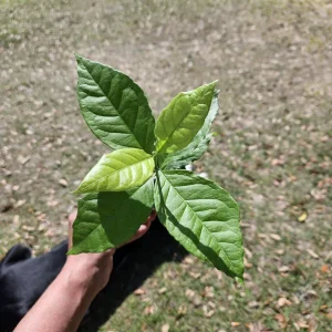 Peanut Butter Tree Live Plant - Bunchosia argentea, 4 Inch Pot, Tropical - Image 2