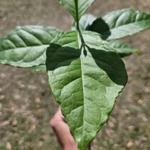 Peanut Butter Tree Live Plant - Bunchosia argentea, 4 Inch Pot, Tropical - Image 3